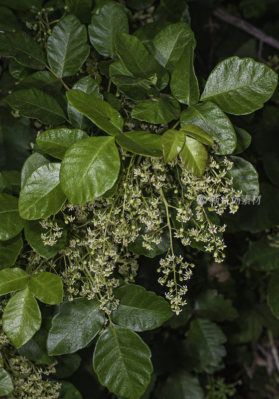 毒栎(Toxicodendron diversilobum)，西方毒栎或太平洋毒栎(syn. Rhus diversiloba)属于Anacardiaceae，是一种因接触后能引起过敏皮疹而闻名的植物。加州蒙特利县加兰德牧场公园